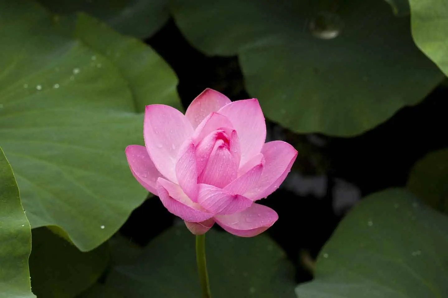 Developing Precision Meditation Skills – Part 2 of 2