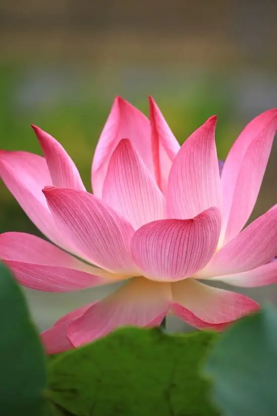 Transforming Life Using Your Attention