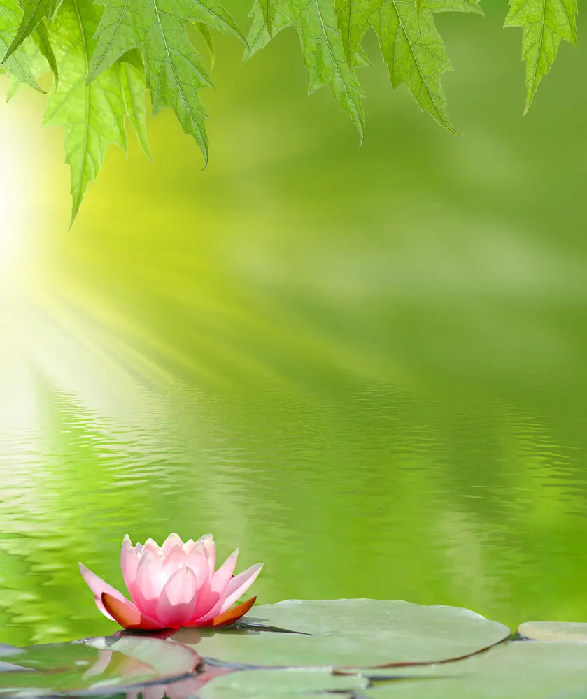 All about Chakras and Meditation