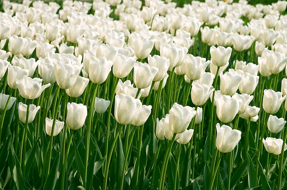 Can Plants Be Altruistic?